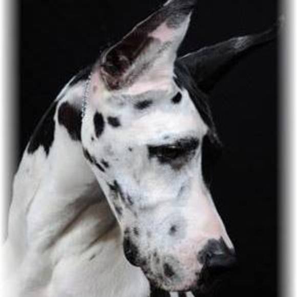 Meet your Posher, Sandy - Picture 1 of 1